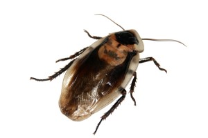 cockroach-566712_1920