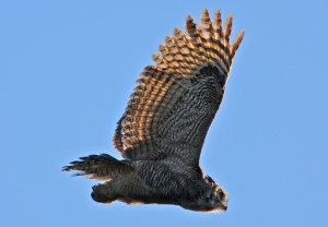 great-horned-owl-1034192_1920