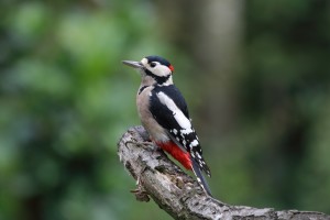 great-spotted-woodpecker-915417_1920